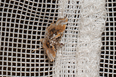 Musotima suffusalis