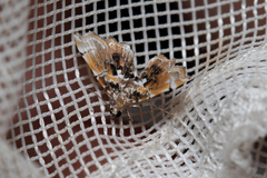 Musotima suffusalis