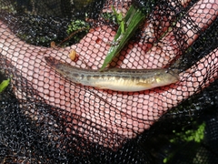 Cobitis paludica