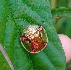 Aspidimorpha sanctaecrucis
