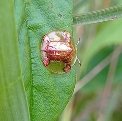 Aspidimorpha sanctaecrucis