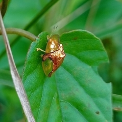Aspidimorpha sanctaecrucis
