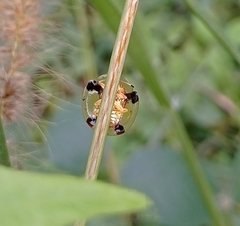 Aspidimorpha sanctaecrucis