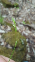 Carex deweyana