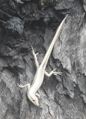 Cryptoblepharus metallicus