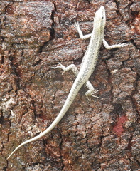 Cryptoblepharus metallicus