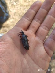 Meloe erythrocnemus