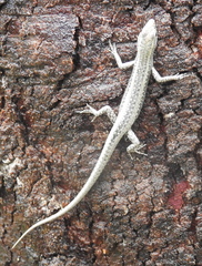 Cryptoblepharus metallicus