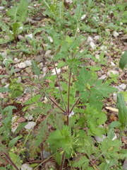 Geranium robertianum