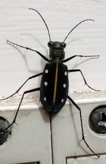 Cicindela flavomaculata