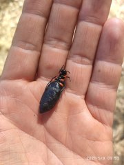 Meloe erythrocnemus