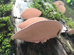 Rhodofomitopsis feei