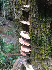 Rhodofomitopsis feei