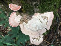 Rhodofomitopsis feei