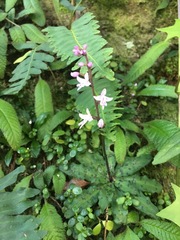 Stenoglottis fimbriata