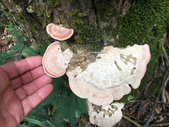 Rhodofomitopsis feei