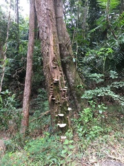 Rhodofomitopsis feei