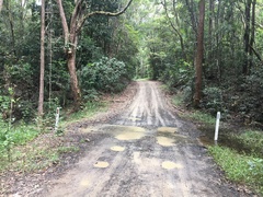 Rhodofomitopsis feei