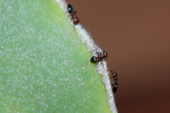 Crematogaster castanea rufonigra