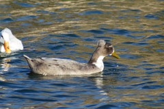 Anas platyrhynchos domesticus