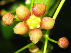 Euonymus oxyphyllus