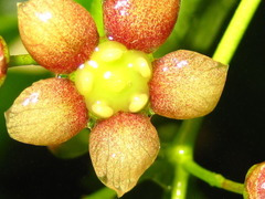 Euonymus oxyphyllus