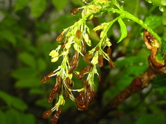 Fraxinus mandshurica