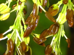 Fraxinus mandshurica