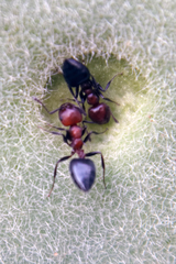 Crematogaster castanea rufonigra