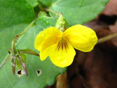 Viola orientalis
