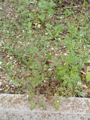 Geranium robertianum