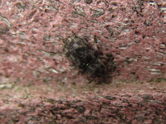 Opanthribus tessellatus