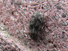 Opanthribus tessellatus