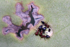 Crematogaster castanea rufonigra