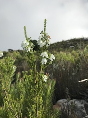 Erica physodes