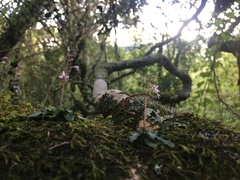 Stenoglottis fimbriata