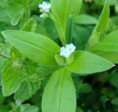 Myosotis sparsiflora