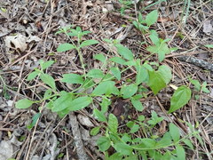 Myosotis sparsiflora