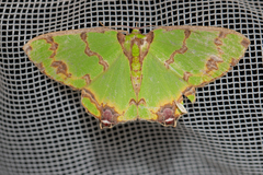 Agathia lycaenaria