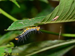 Exsula dentatrix albomaculata