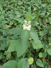 Lamium album