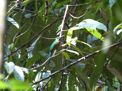 Jacamerops aureus