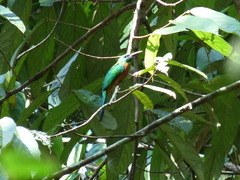 Jacamerops aureus