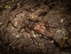 Diotimana undulata