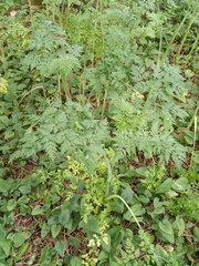 Chaerophyllum aureum