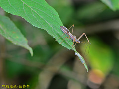 Endochus cingalensis
