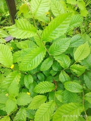 Ulmus glabra