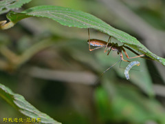 Endochus cingalensis