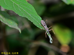 Endochus cingalensis