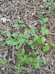 Myosotis sparsiflora